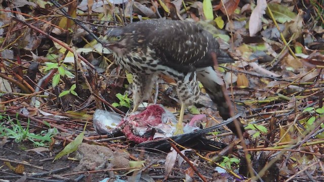 Chilean Hawk - ML617178607