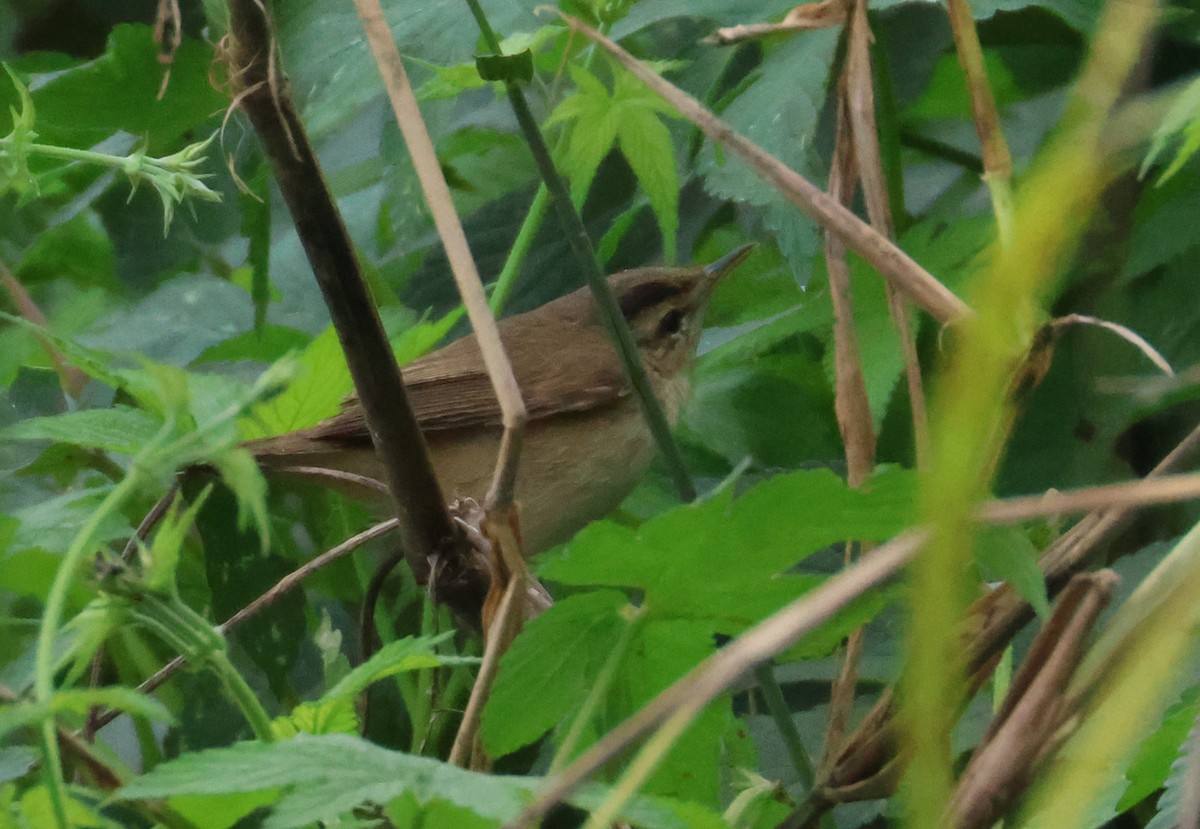 Black-browed Reed Warbler - 尤 俊華