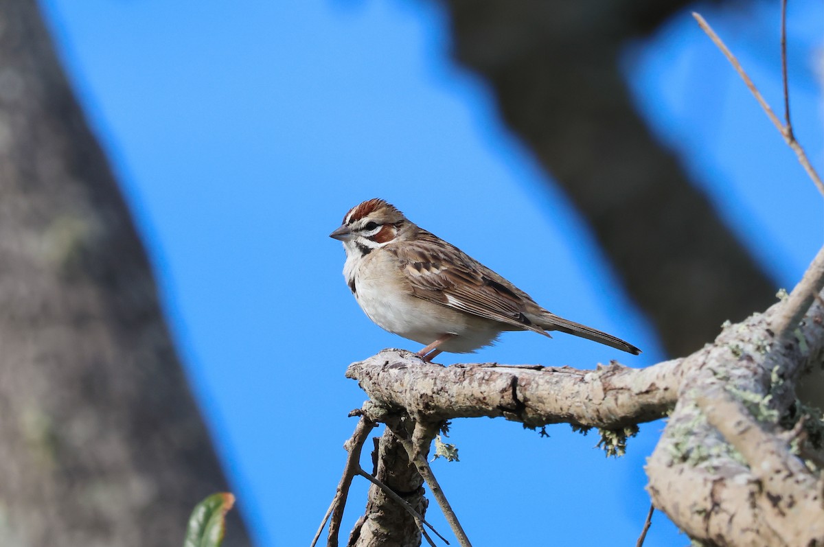 Lark Sparrow - Ryan Justice