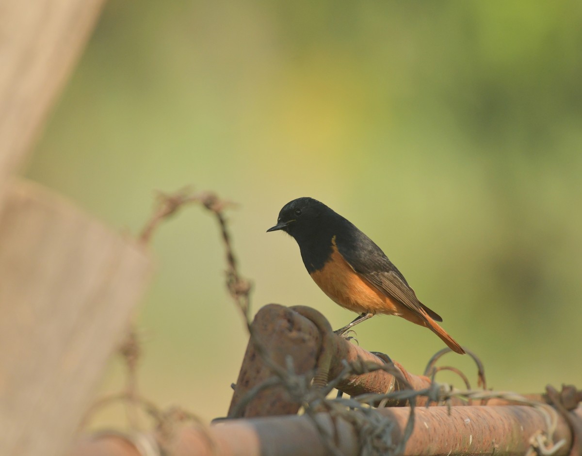 Black Redstart - ML617178645