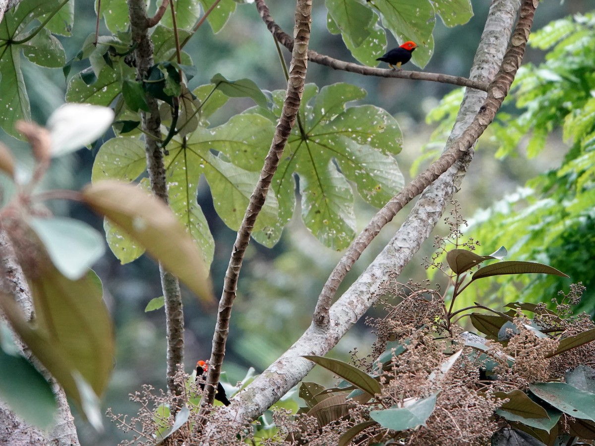 Red-capped Manakin - ML617178712