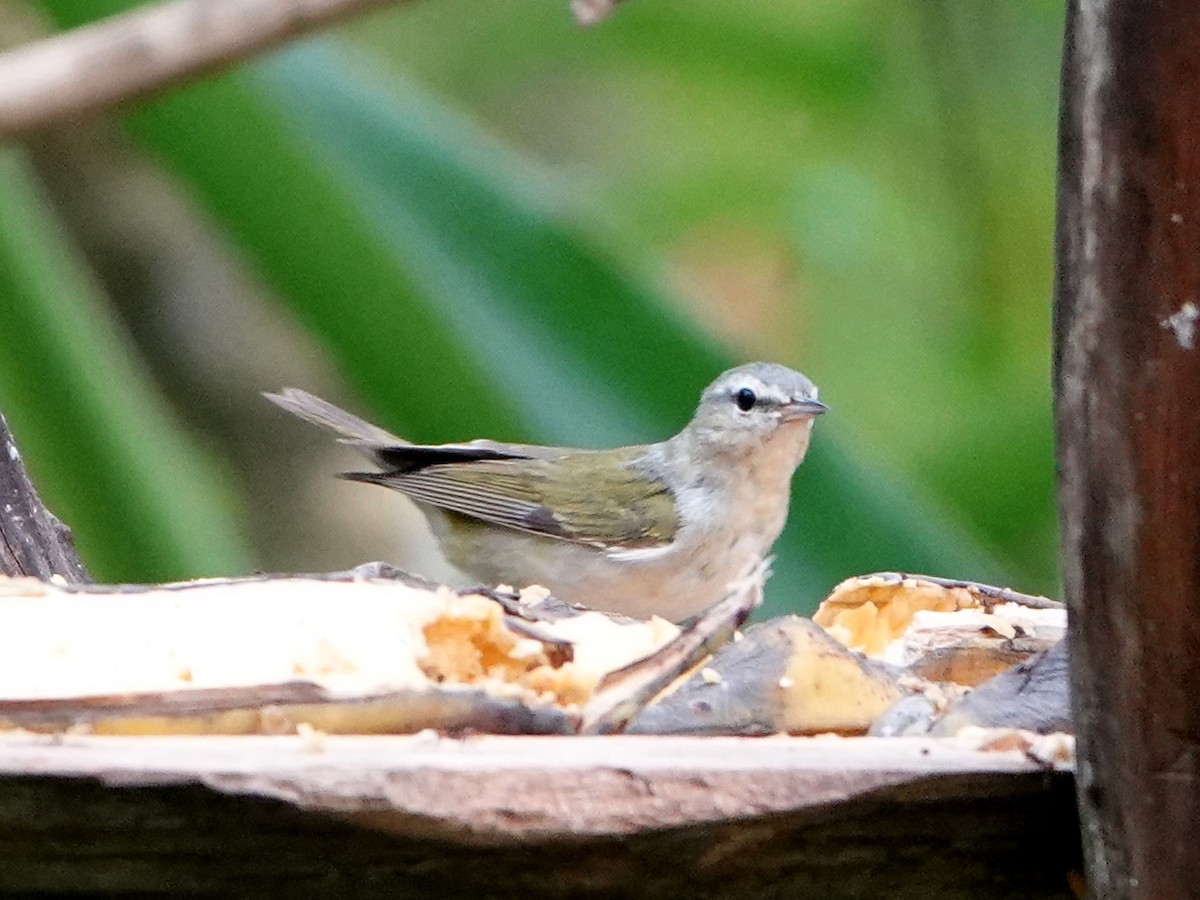 Tennessee Warbler - ML617178716