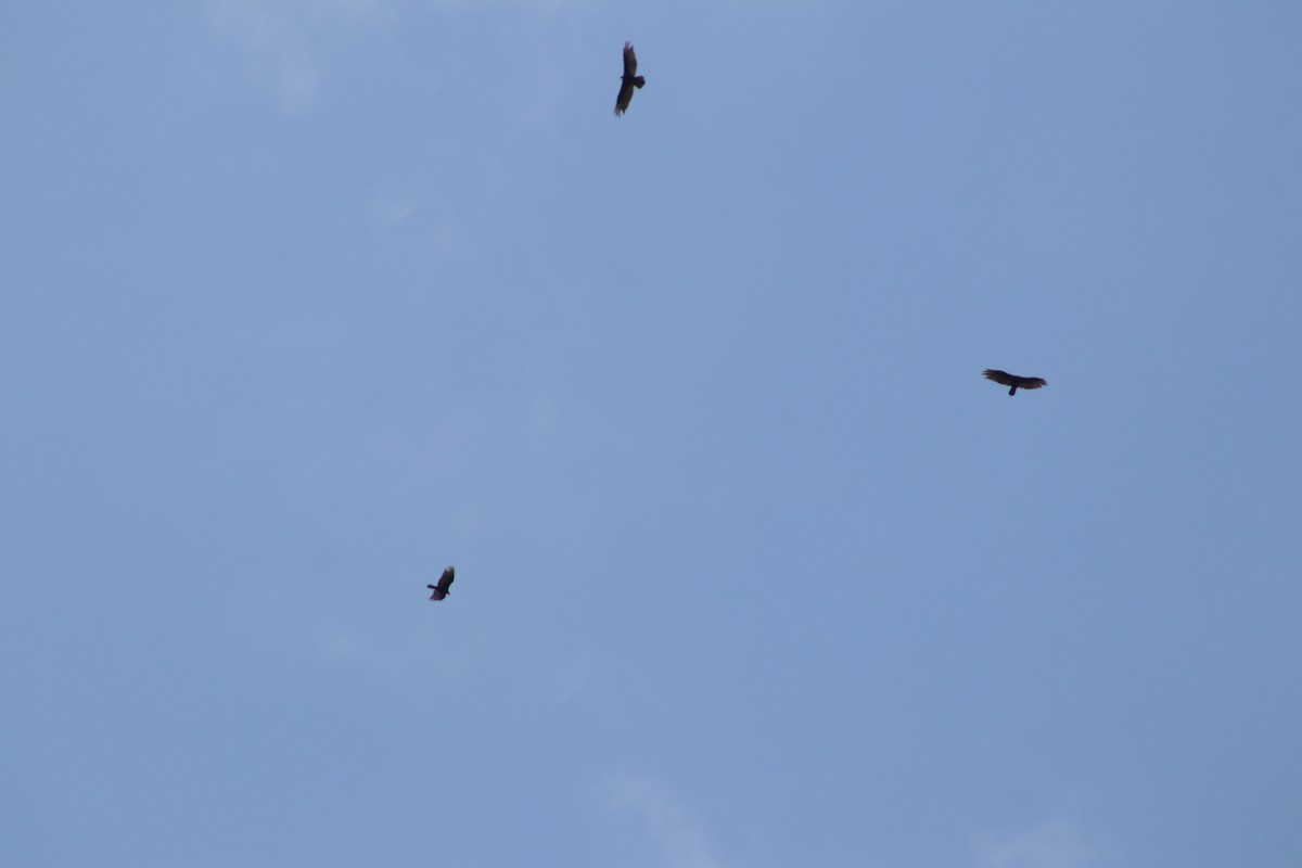 Turkey Vulture - ML617178719