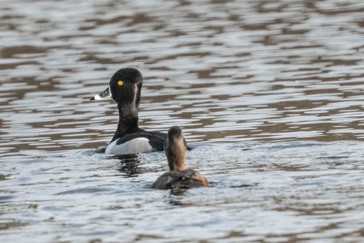 Ring-necked Duck - ML617178875
