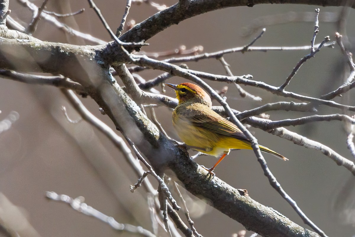 Palm Warbler - ML617178908