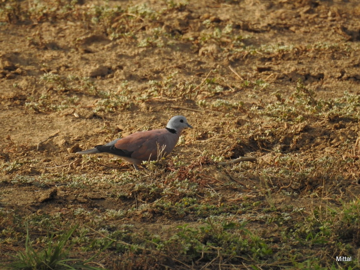 Red Collared-Dove - ML61717891