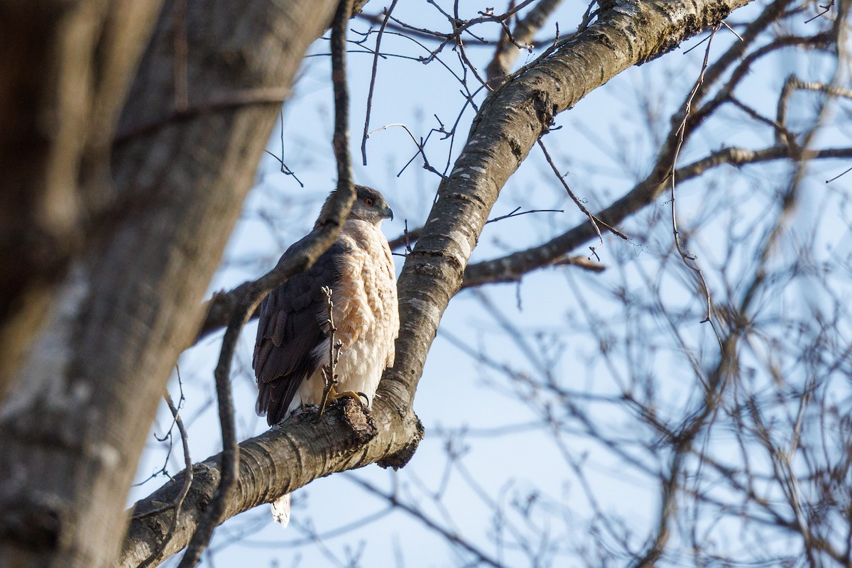 Cooper's Hawk - ML617178943