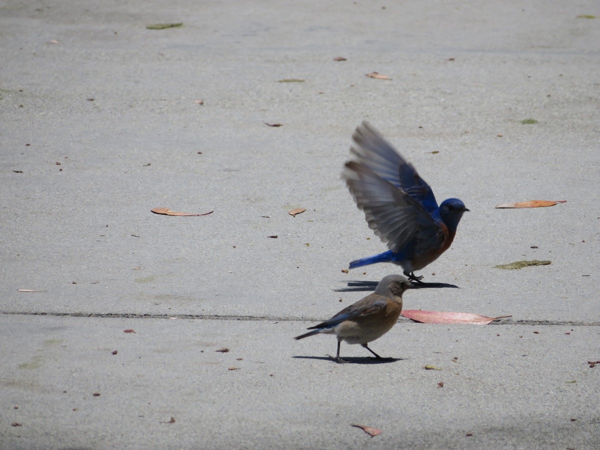 Western Bluebird - Aaron Jones