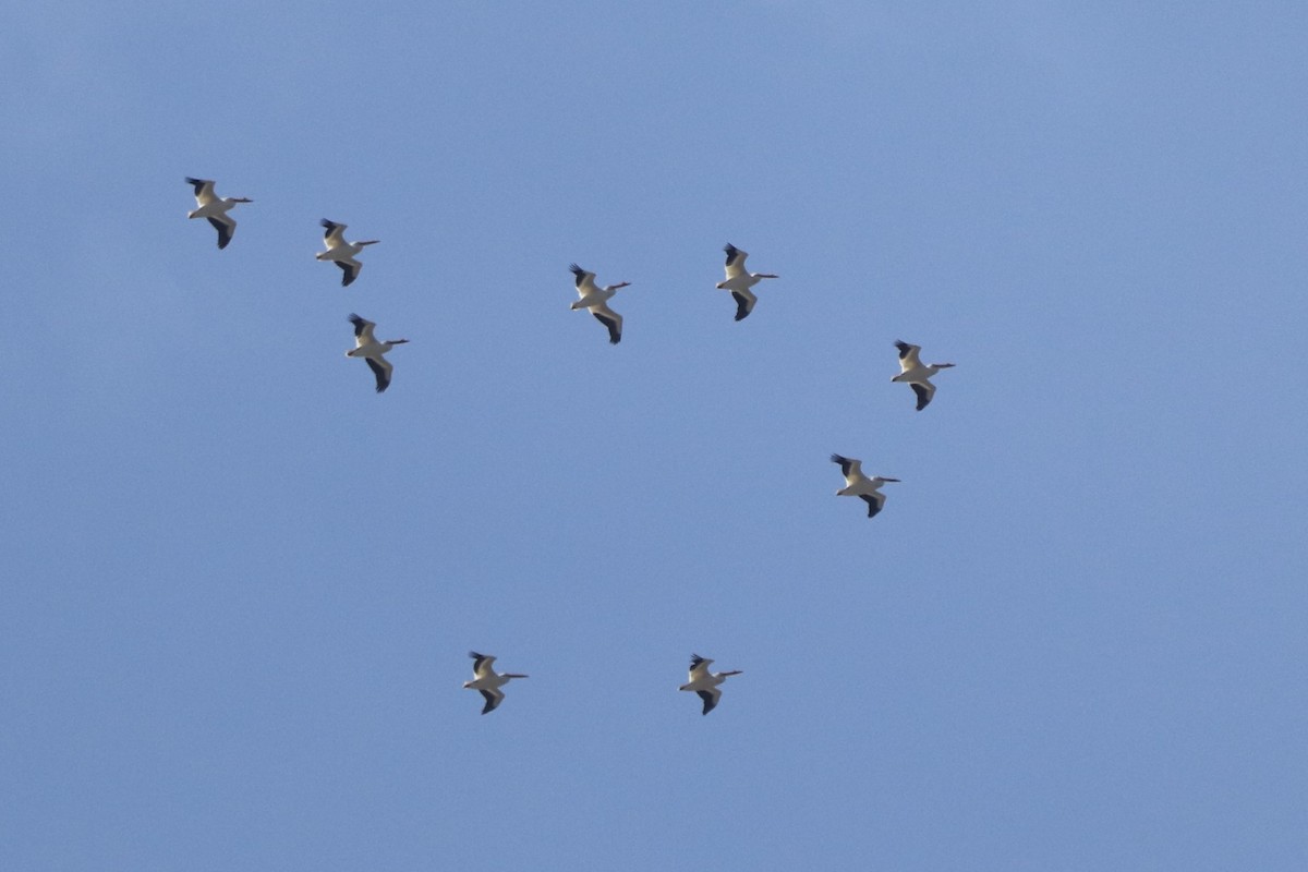 American White Pelican - ML617178971