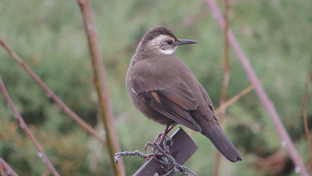 Dark-bellied Cinclodes - ML617178992