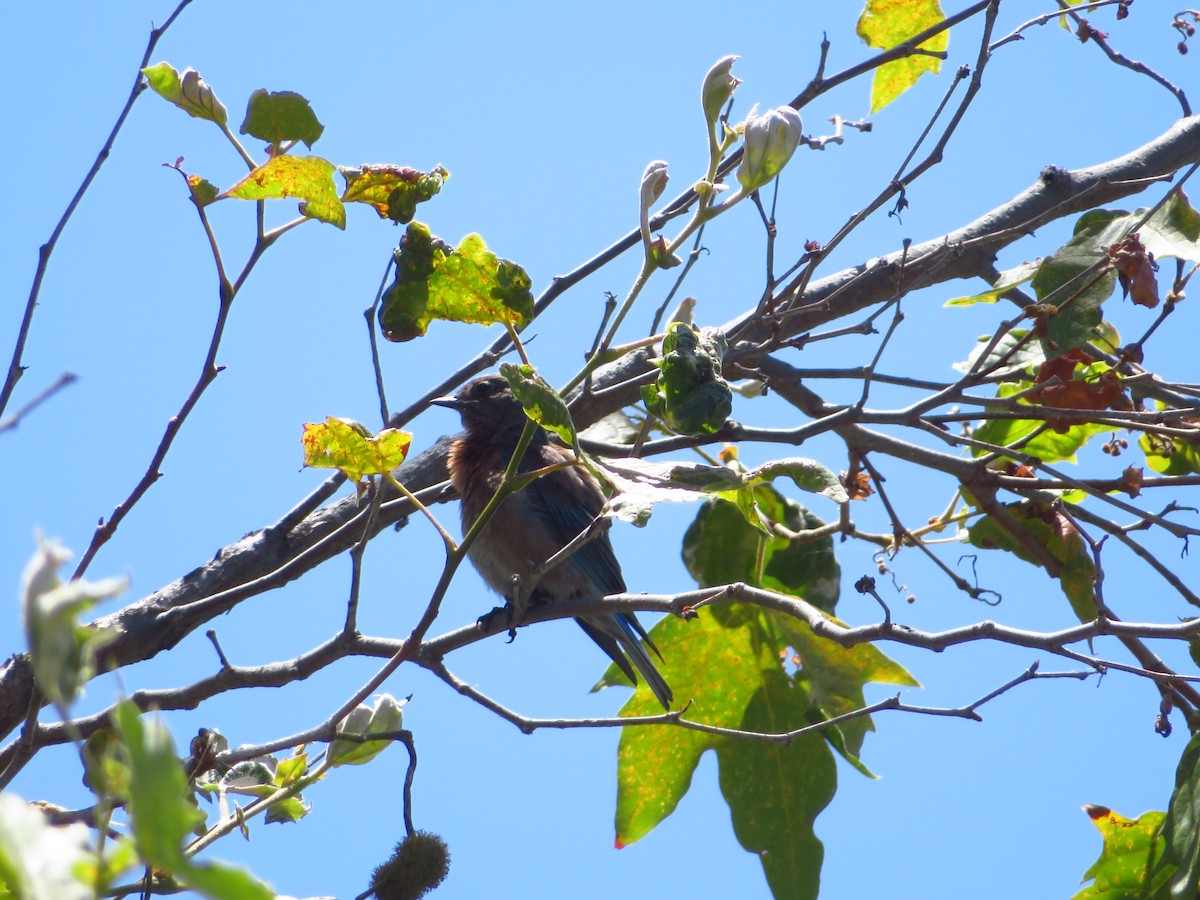 Western Bluebird - Aaron Jones