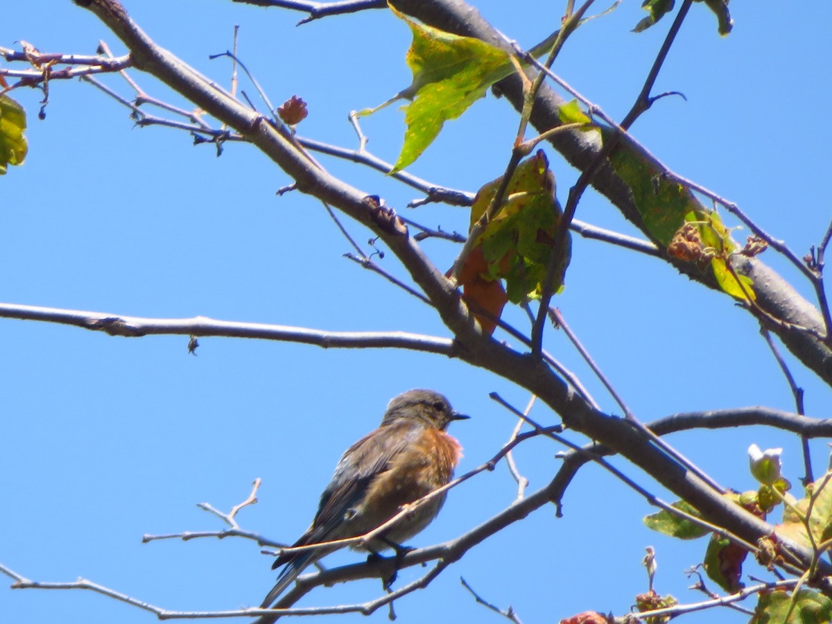 Western Bluebird - Aaron Jones