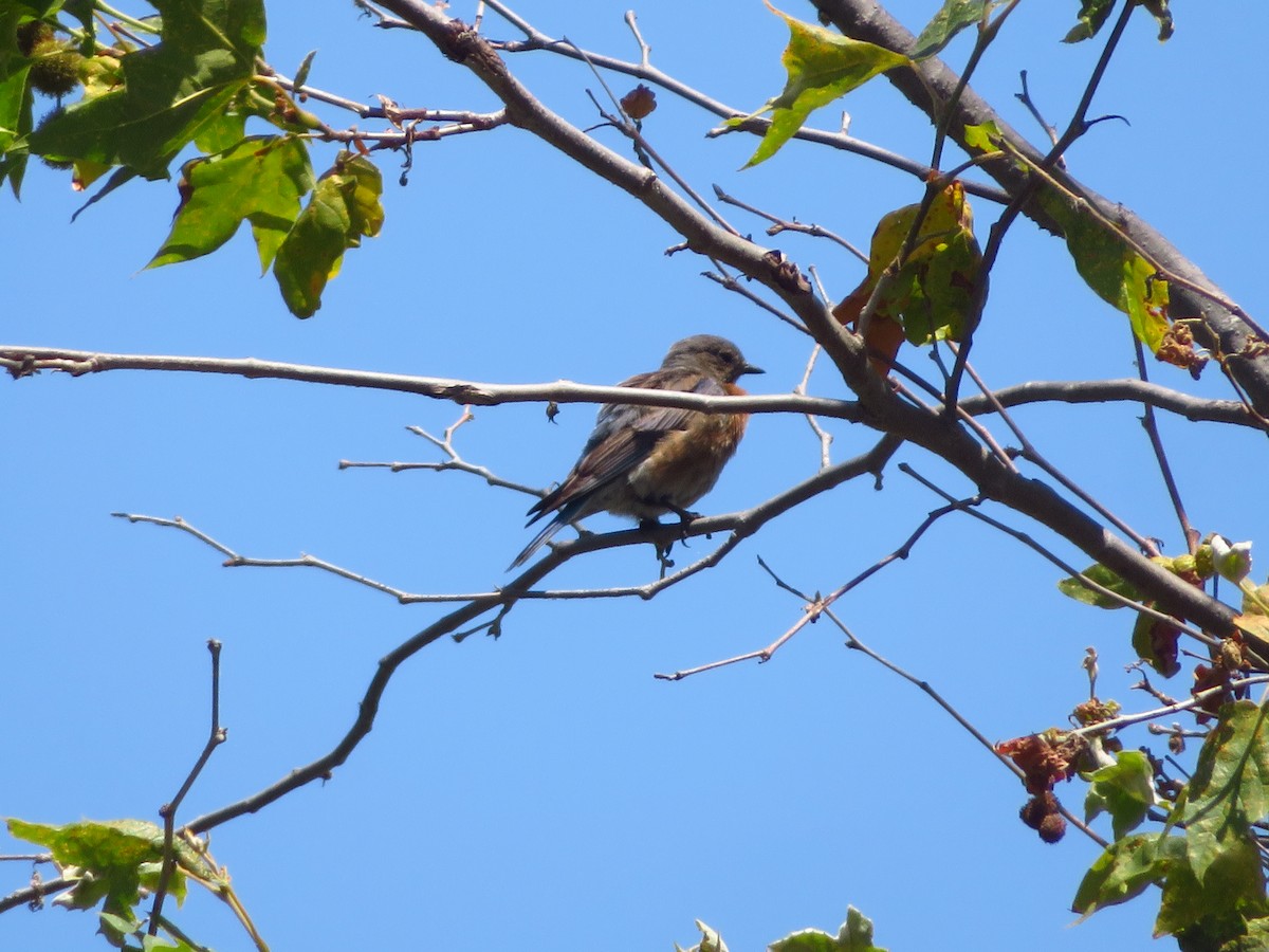 Western Bluebird - Aaron Jones