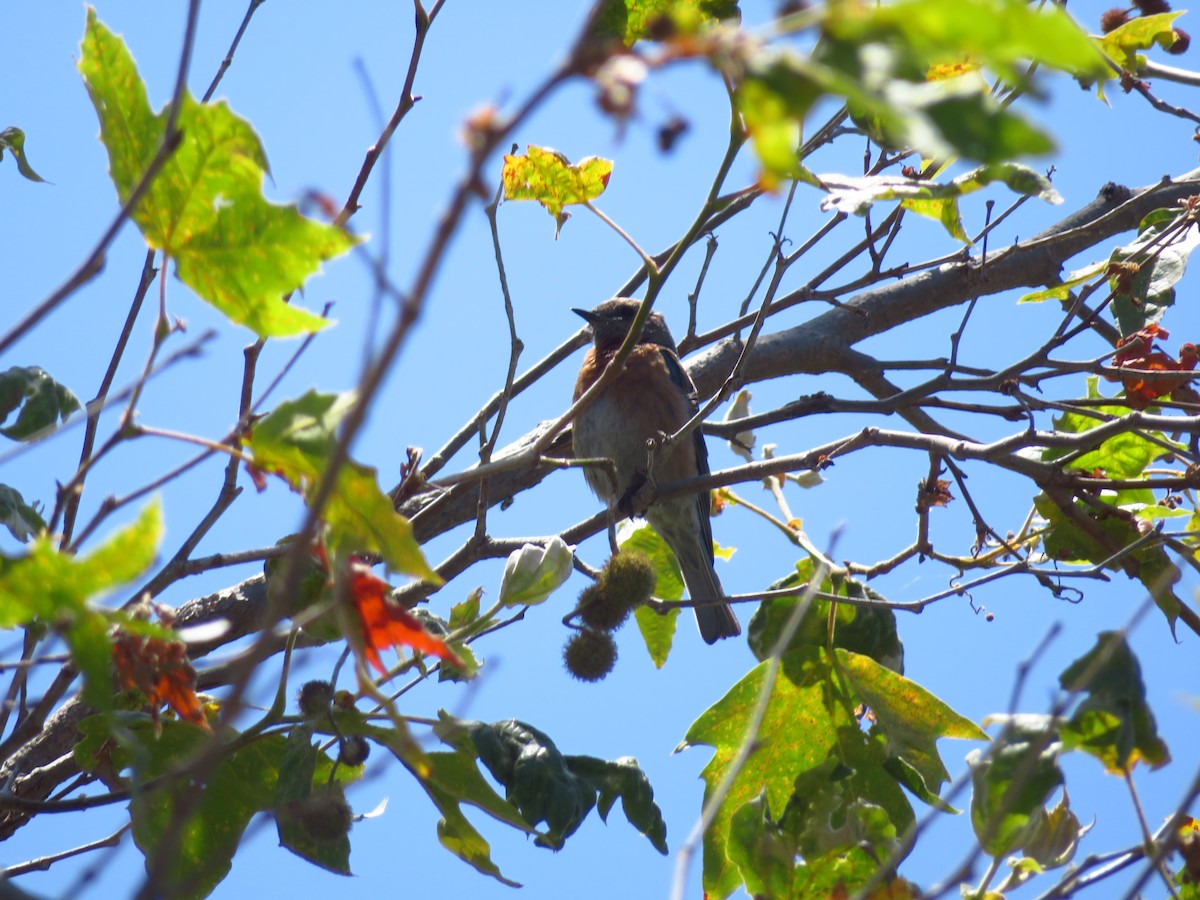 Western Bluebird - Aaron Jones