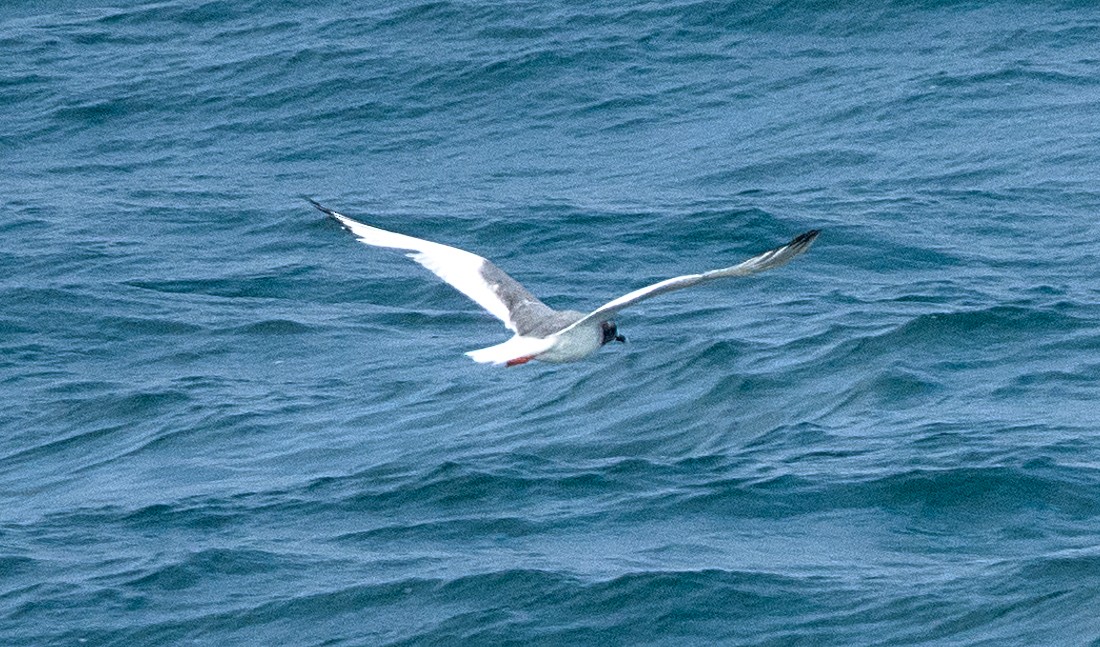 Swallow-tailed Gull - ML617179045