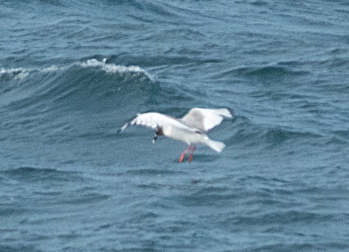 Swallow-tailed Gull - ML617179046