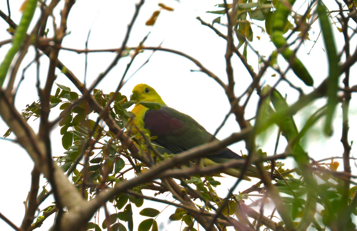 White-bellied Green-Pigeon - ML617179057
