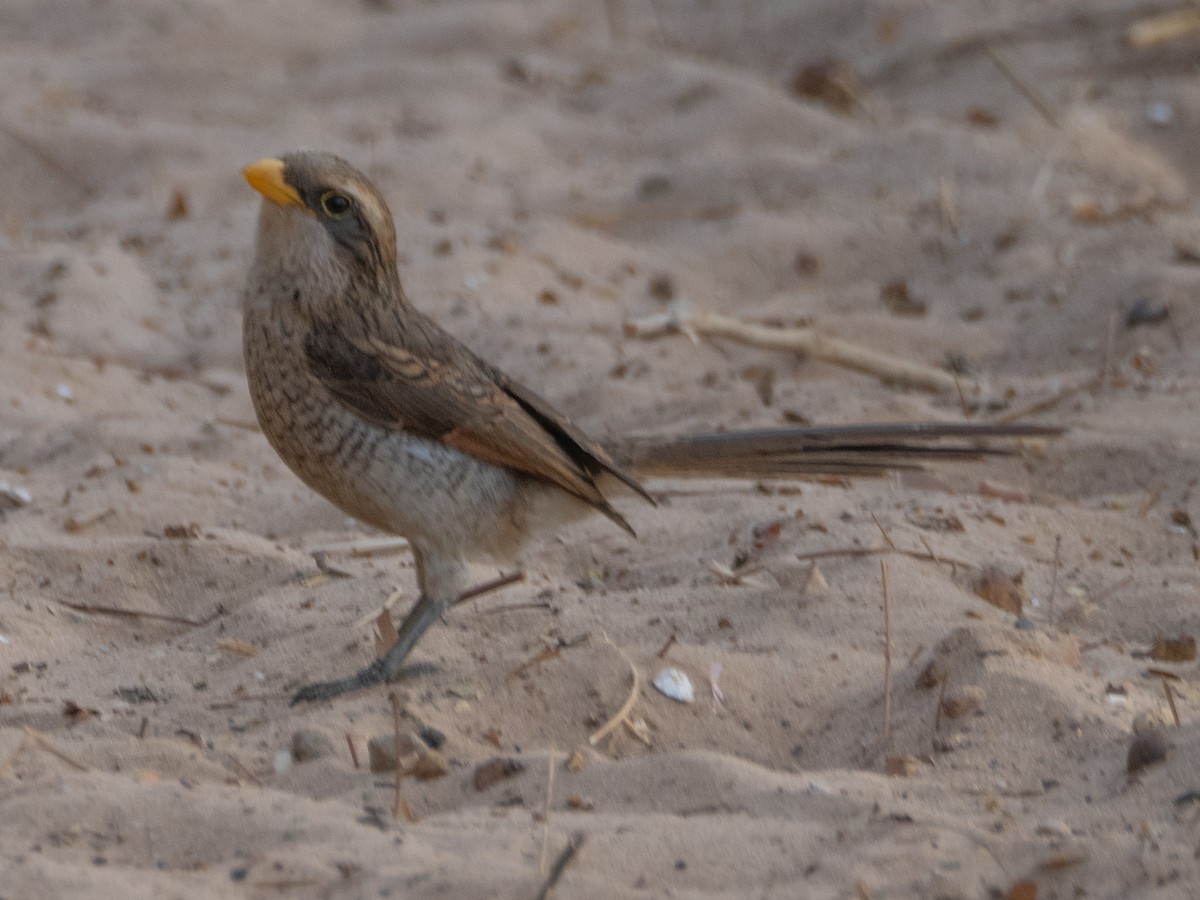 Yellow-billed Shrike - ML617179093