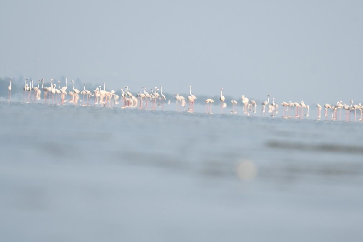 Greater Flamingo - ML617179111