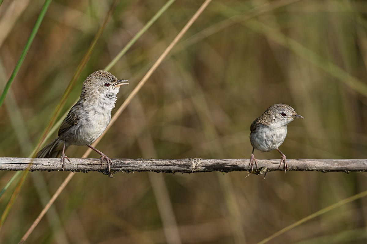 Swamp Grass Babbler - ML617179119