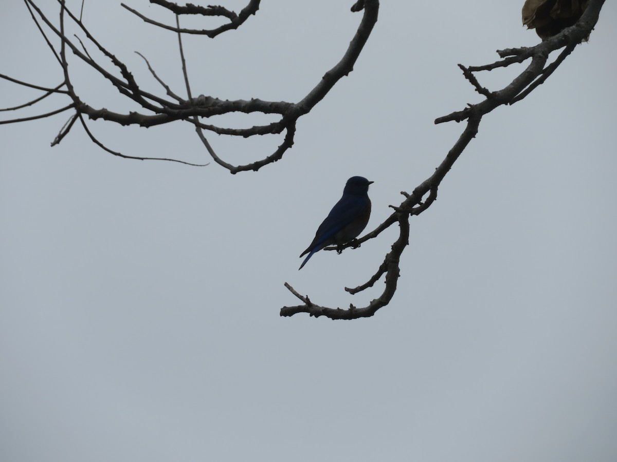 Western Bluebird - Aaron Jones