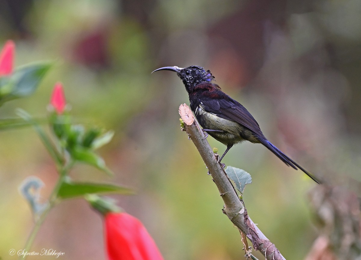 Black-throated Sunbird - Supratim Mukherjee