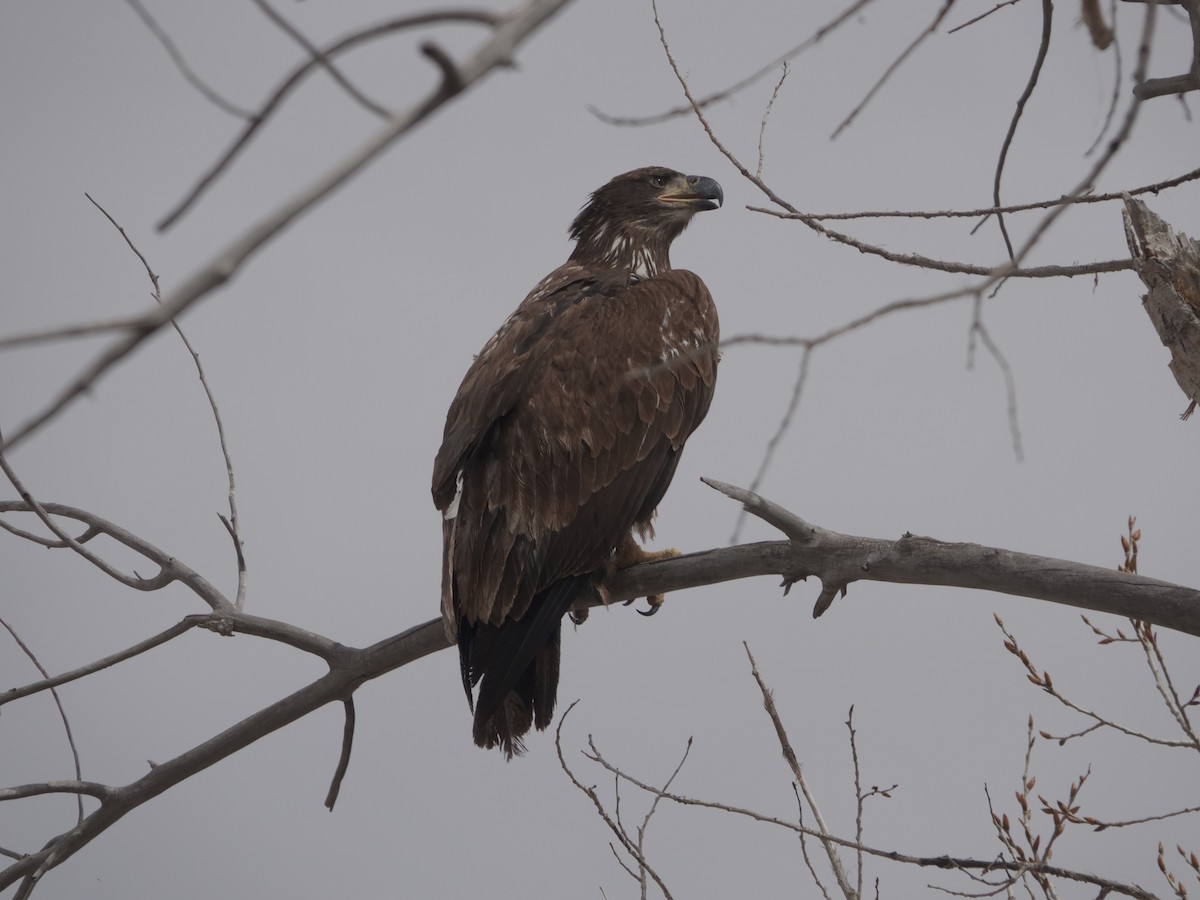 Bald Eagle - ML617179157