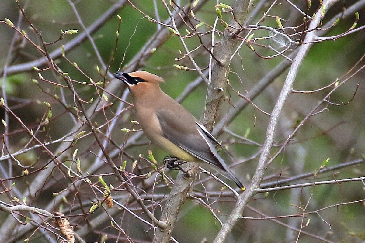 Cedar Waxwing - ML617179183