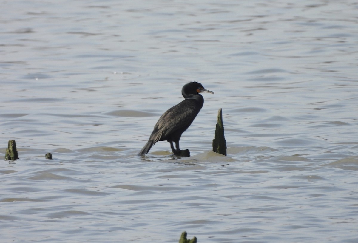 Cormorán Orejudo - ML617179187