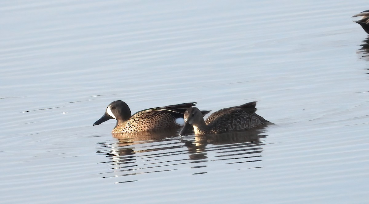 Blue-winged Teal - ML617179214