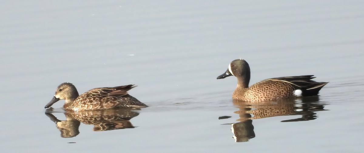 Blue-winged Teal - ML617179215