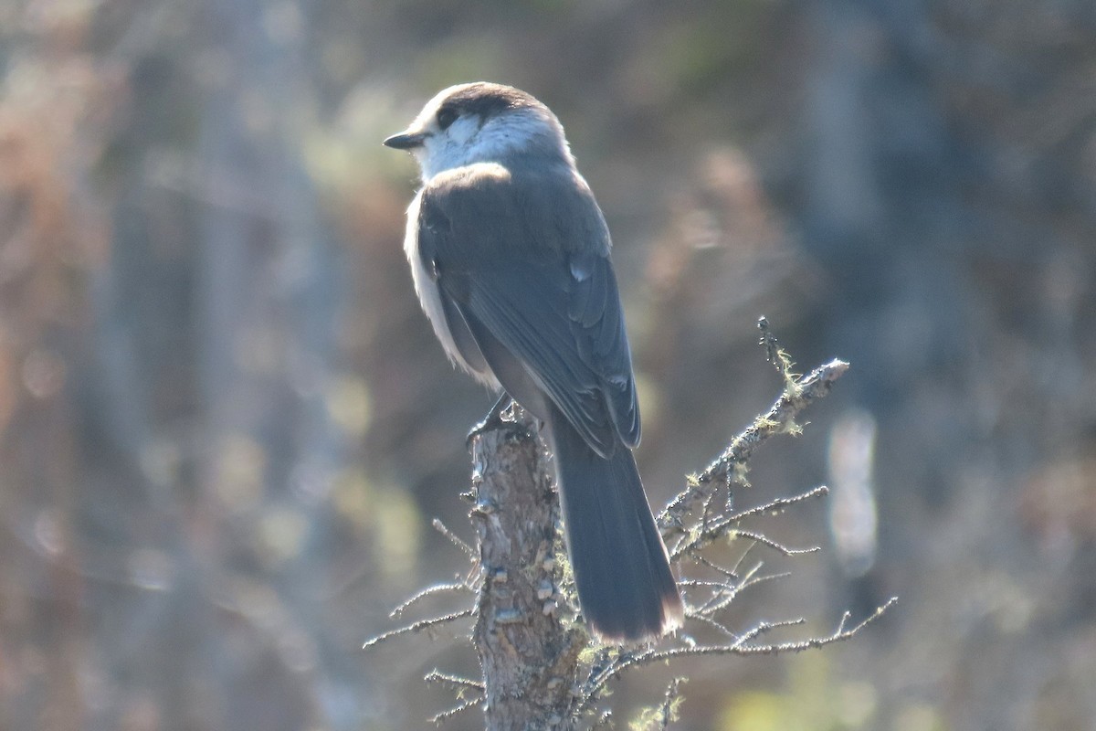 Canada Jay - Robert Keereweer