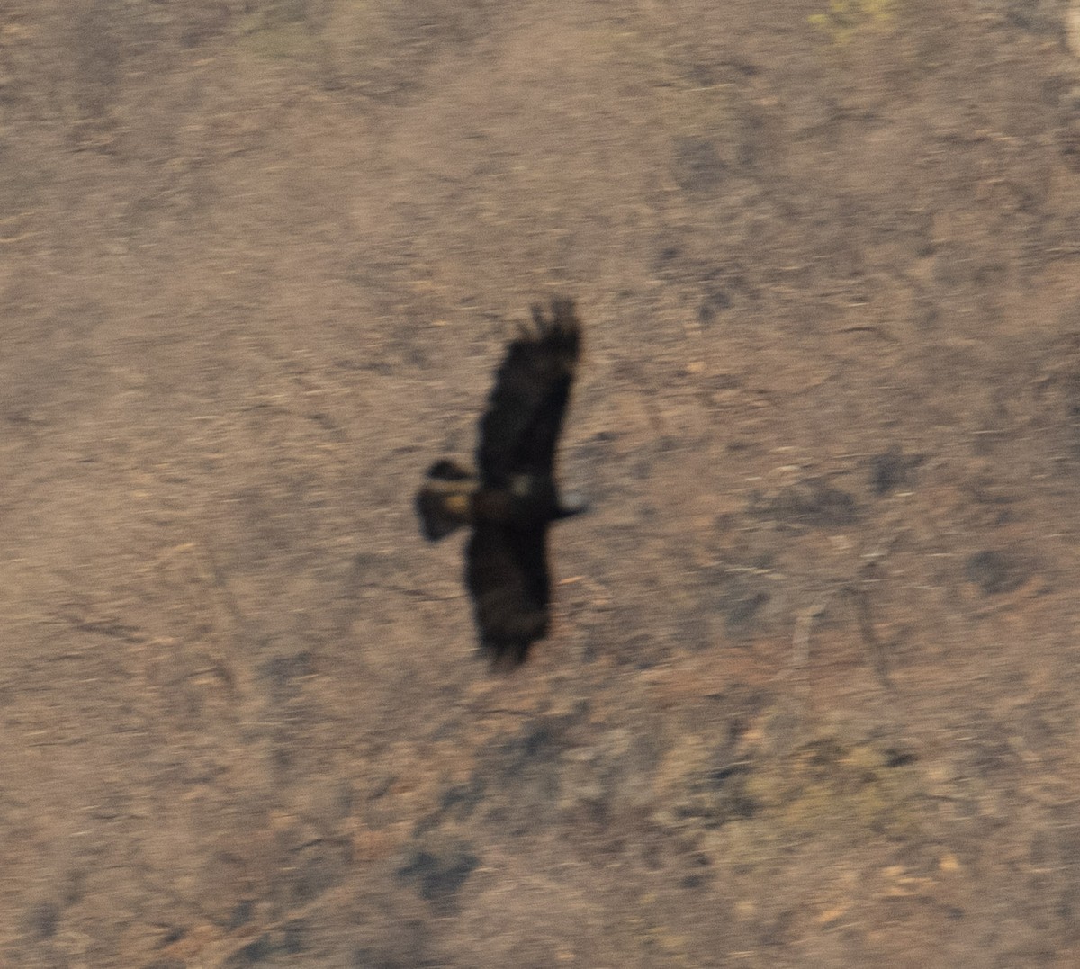 Greater Spotted Eagle - ML617179293