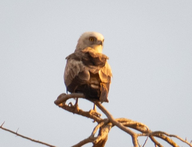 Short-toed Snake-Eagle - ML617179299