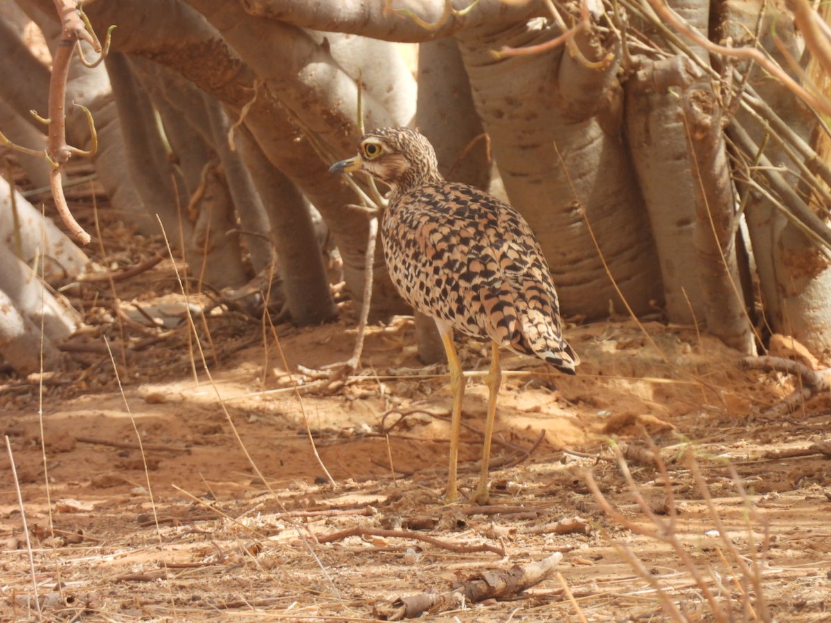 Spotted Thick-knee - ML617179306