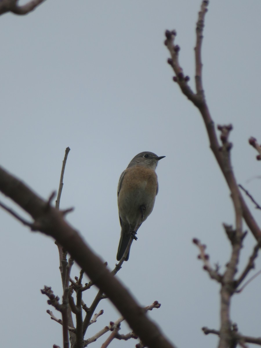 Western Bluebird - Aaron Jones