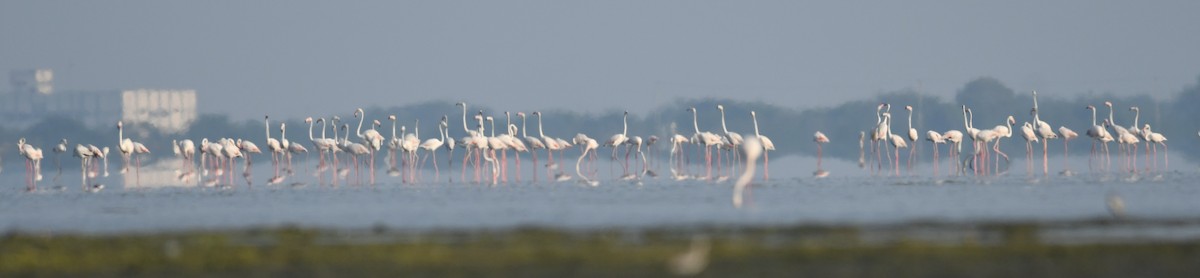 Greater Flamingo - ML617179355