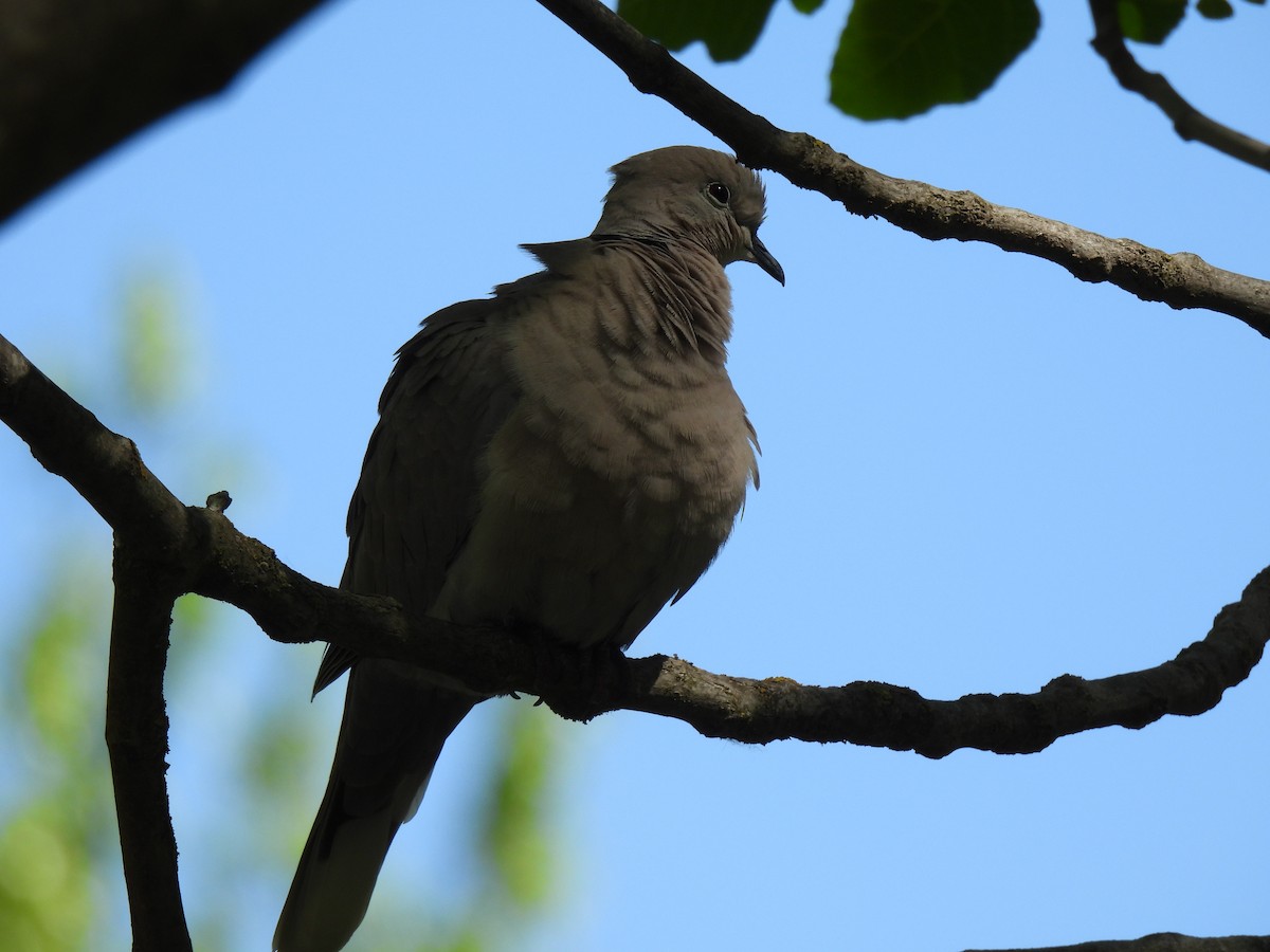 Eurasian Collared-Dove - ML617179359