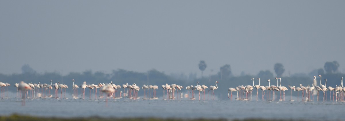 Greater Flamingo - ML617179365