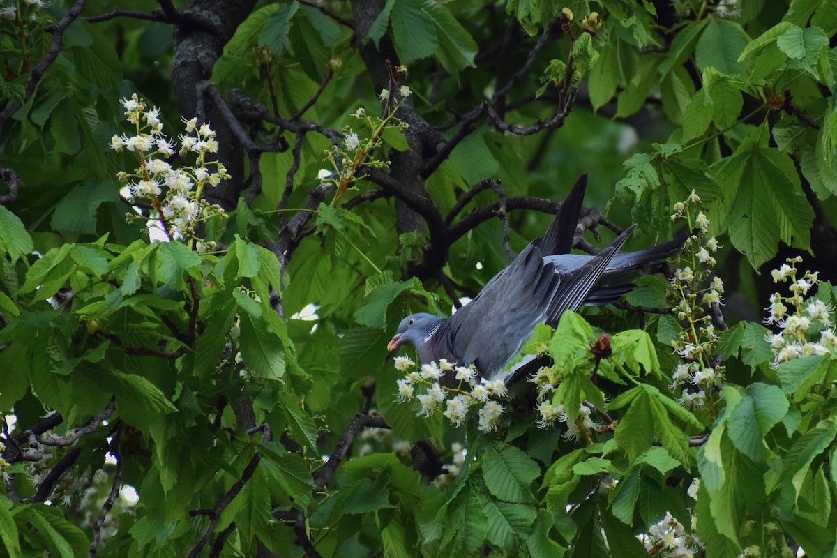 Common Wood-Pigeon - ML617179369