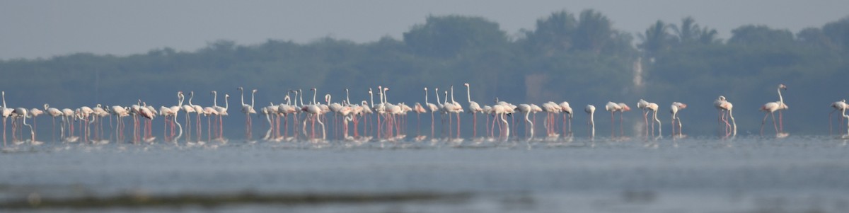 Greater Flamingo - ML617179371