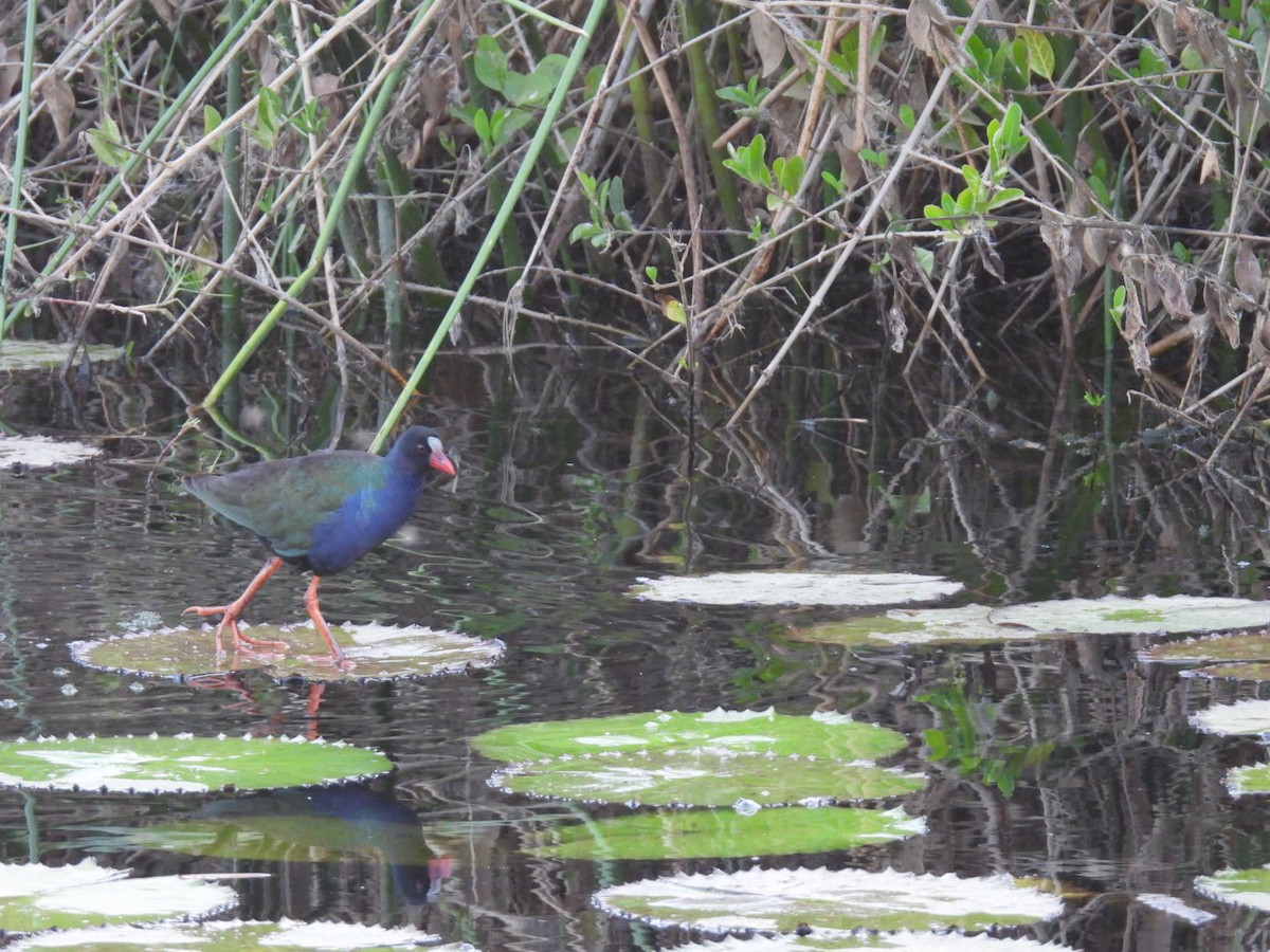 Allen's Gallinule - ML617179414