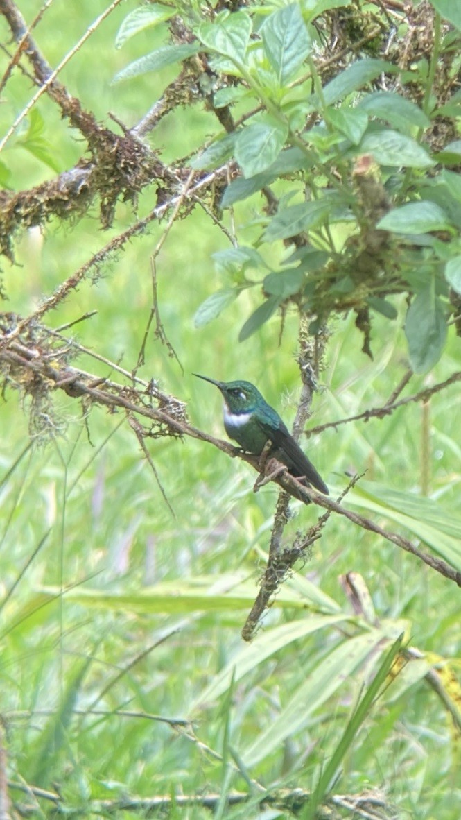 White-throated Daggerbill - ML617179427