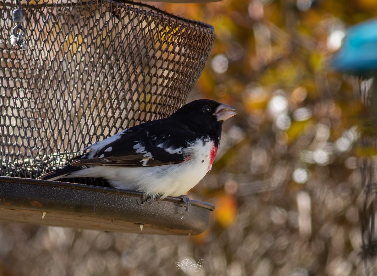 Rose-breasted Grosbeak - ML617179431