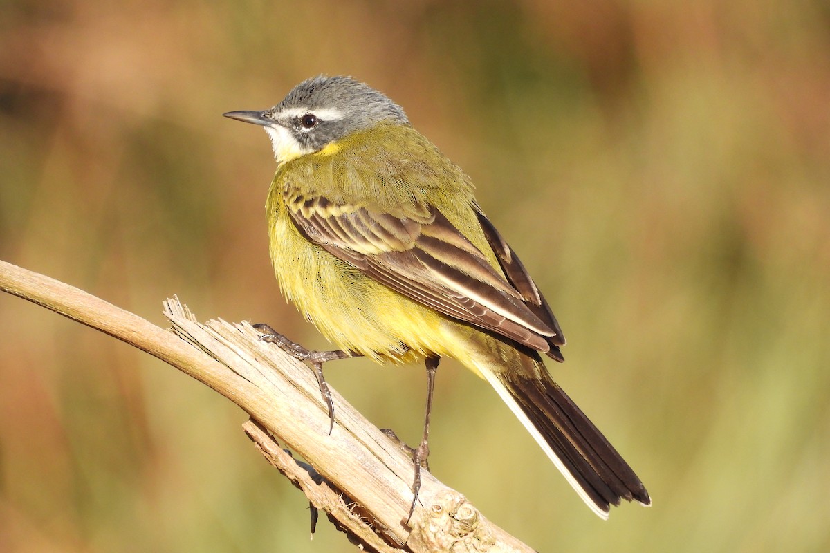 Western Yellow Wagtail - ML617179442