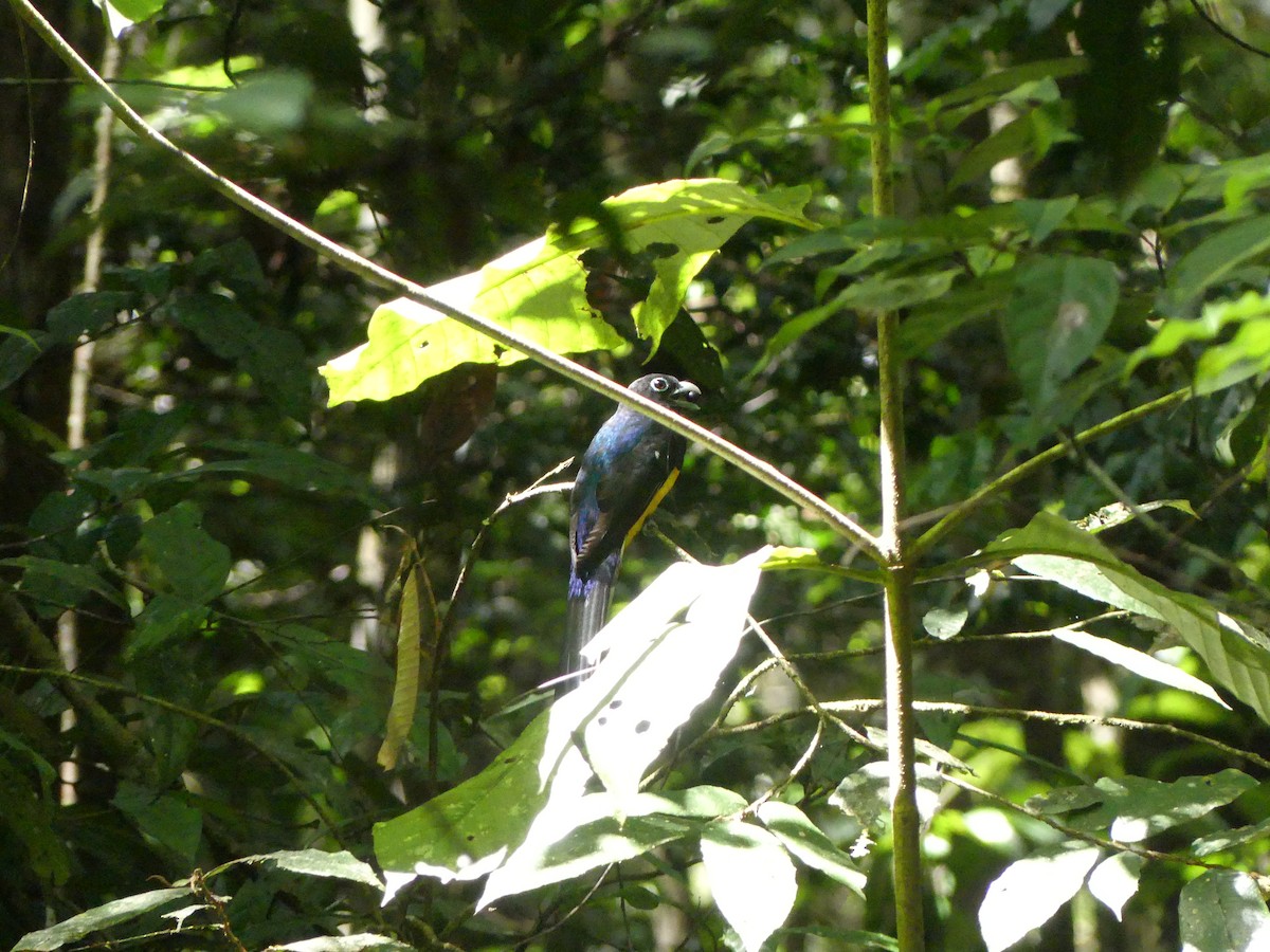 Green-backed Trogon - ML617179486