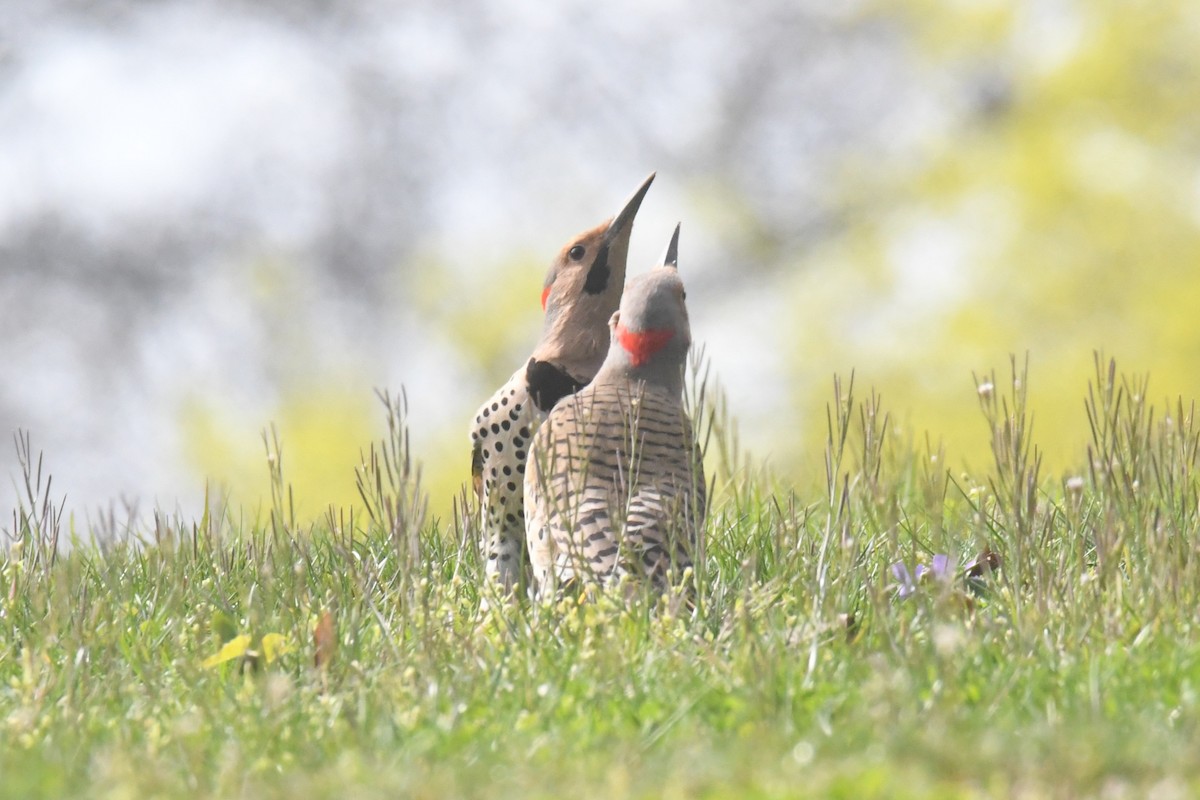 Northern Flicker - ML617179548