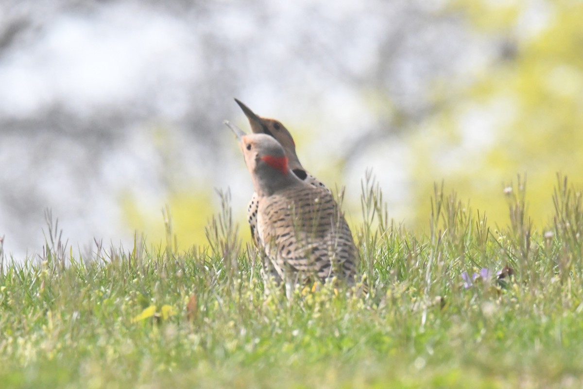 Northern Flicker - ML617179549