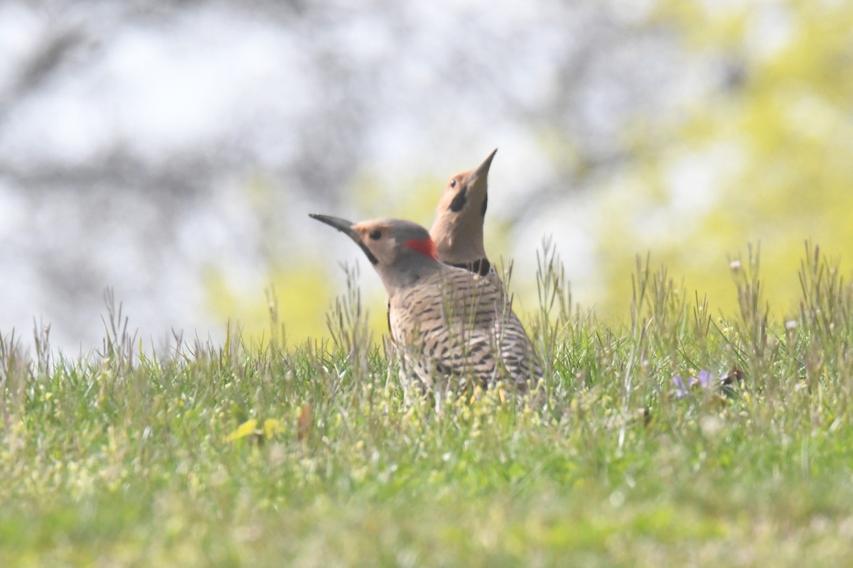 Northern Flicker - ML617179550