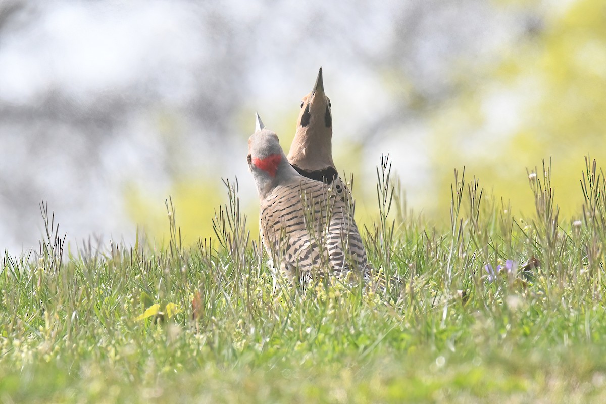 Northern Flicker - ML617179551